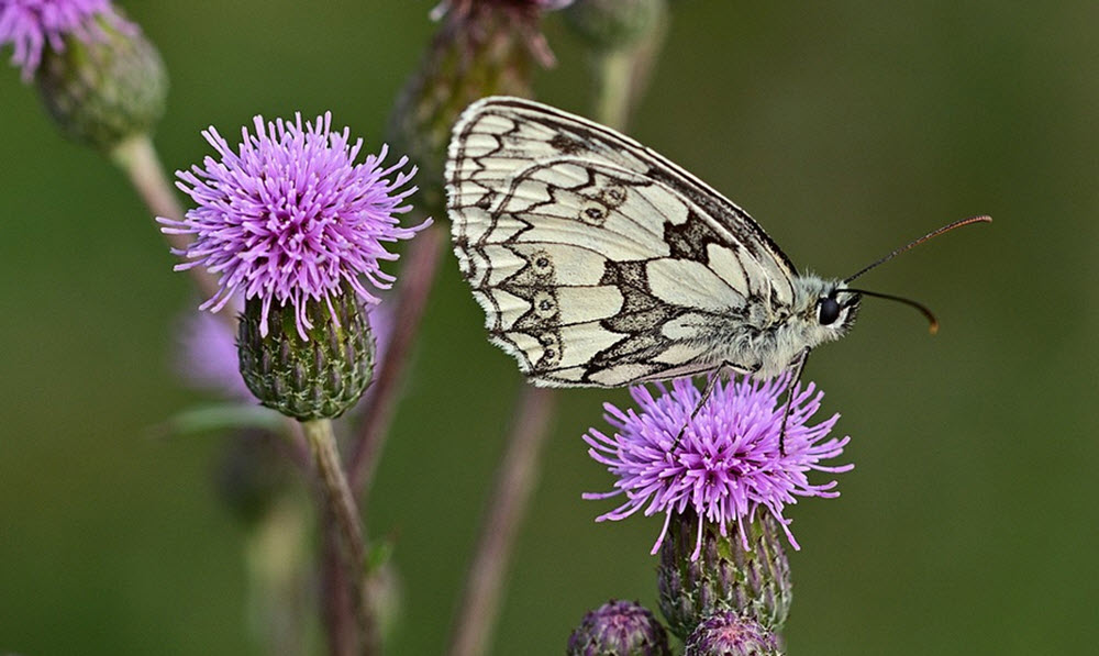 tistelblommor